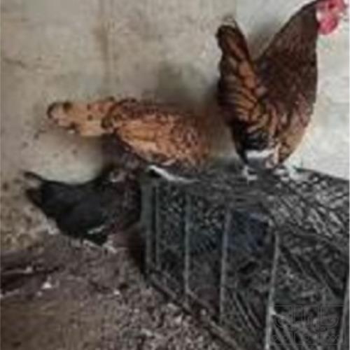 خانه و  آشپزخانه - حیوانات - پرندگان