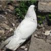 خانه و  آشپزخانه - حیوانات - پرندگان