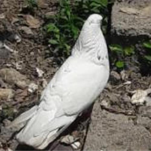 خانه و  آشپزخانه - حیوانات - پرندگان