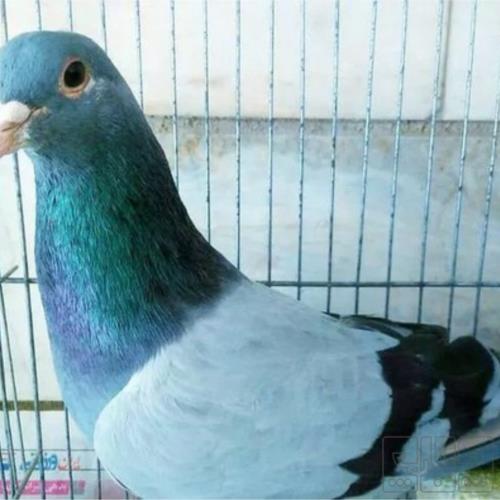 خانه و  آشپزخانه - حیوانات - پرندگان