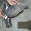 خانه و  آشپزخانه - حیوانات - پرندگان