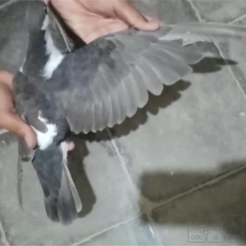 خانه و  آشپزخانه - حیوانات - پرندگان