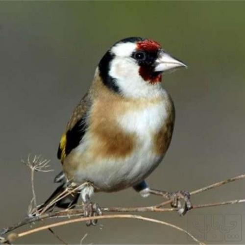 خانه و  آشپزخانه - حیوانات - پرندگان