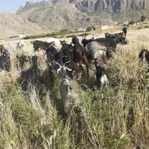 خانه و  آشپزخانه - حیوانات - پستانداران