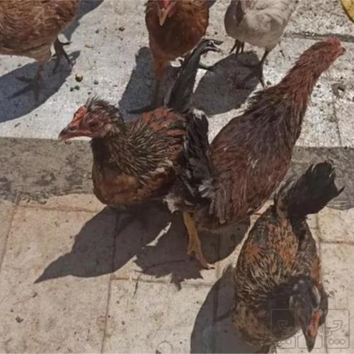 خانه و  آشپزخانه - حیوانات - پرندگان