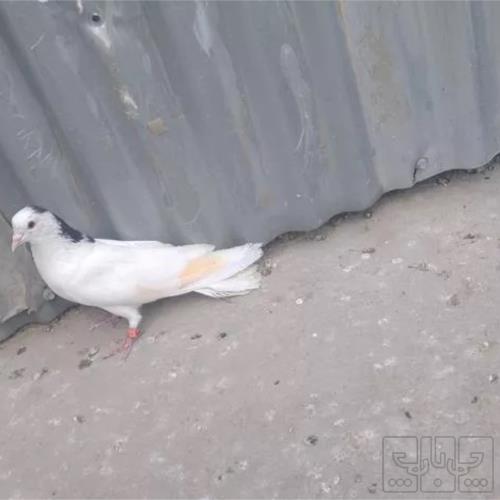 خانه و  آشپزخانه - حیوانات - پرندگان