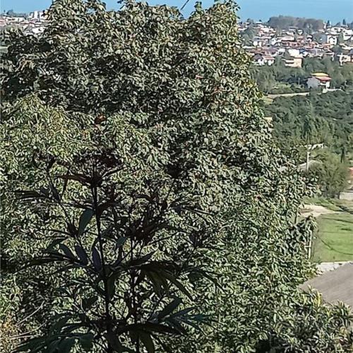 باغ و باغچه - انتقال مالکیت قطعی - ملکی