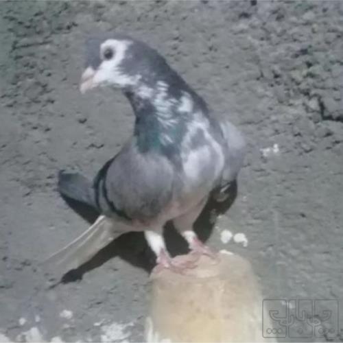 خانه و  آشپزخانه - حیوانات - پرندگان