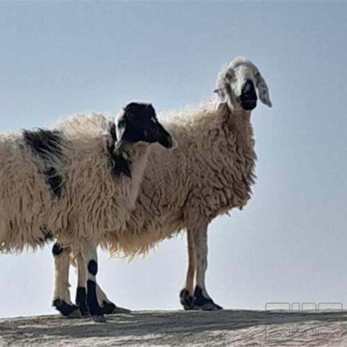 خانه و  آشپزخانه - حیوانات - پستانداران
