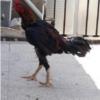 خانه و  آشپزخانه - حیوانات - پرندگان