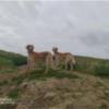 خانه و  آشپزخانه - حیوانات - پستانداران