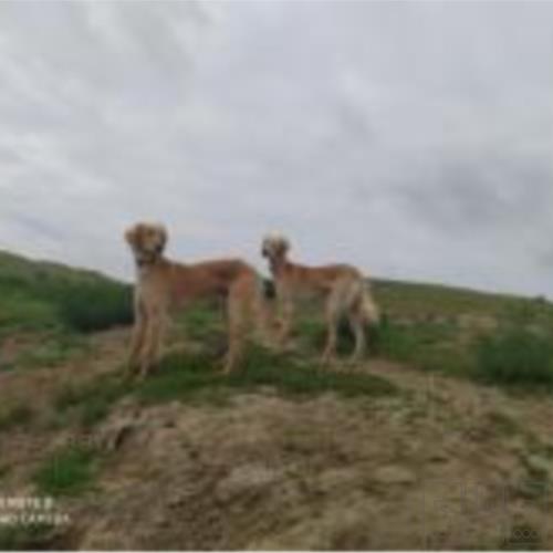 خانه و  آشپزخانه - حیوانات - پستانداران