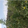 باغ و باغچه - اجاره
