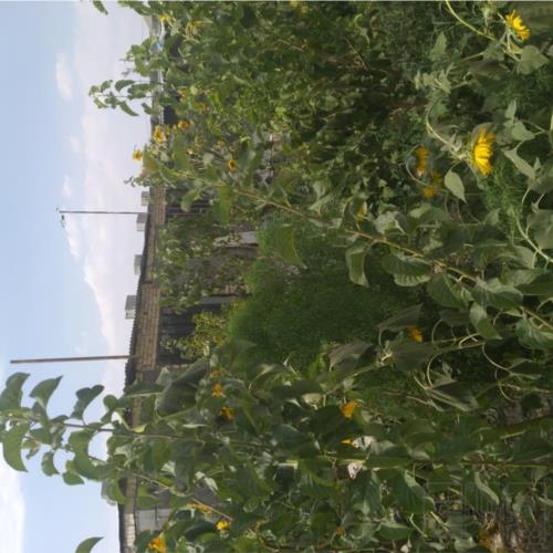 باغ و باغچه - اجاره