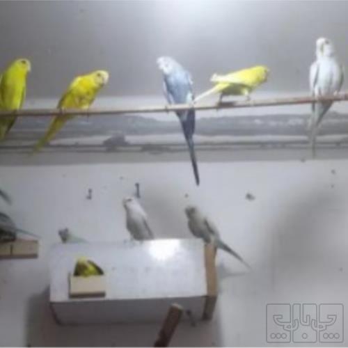 خانه و  آشپزخانه - حیوانات - پرندگان