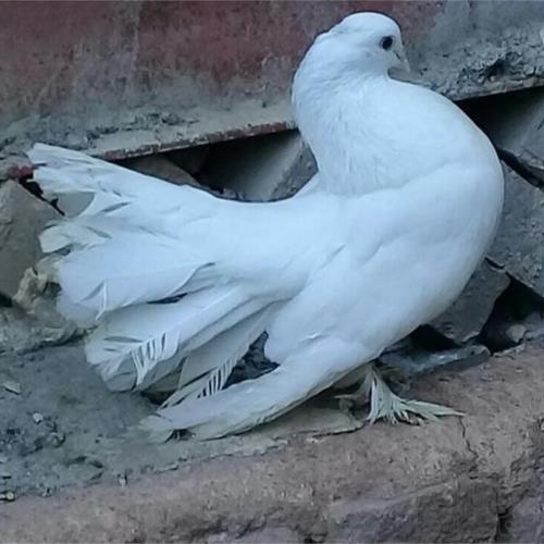 خانه و  آشپزخانه - حیوانات - پرندگان
