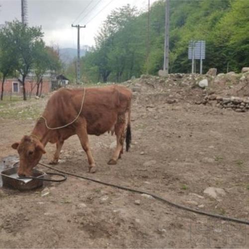 خانه و  آشپزخانه - حیوانات - پستانداران