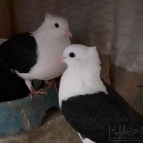 خانه و  آشپزخانه - حیوانات - پرندگان