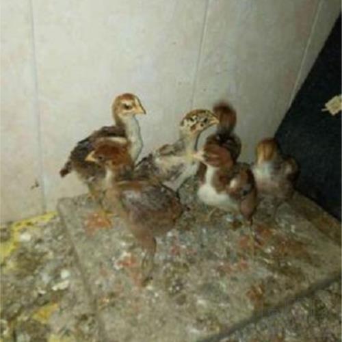 خانه و  آشپزخانه - حیوانات - پرندگان