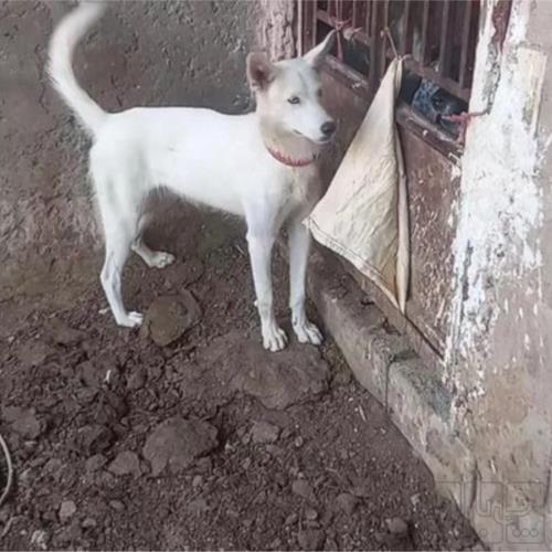 خانه و  آشپزخانه - حیوانات - پستانداران