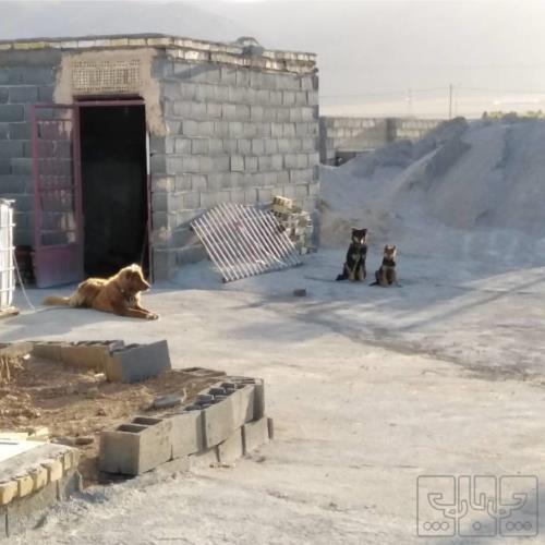 خانه و  آشپزخانه - حیوانات - پستانداران