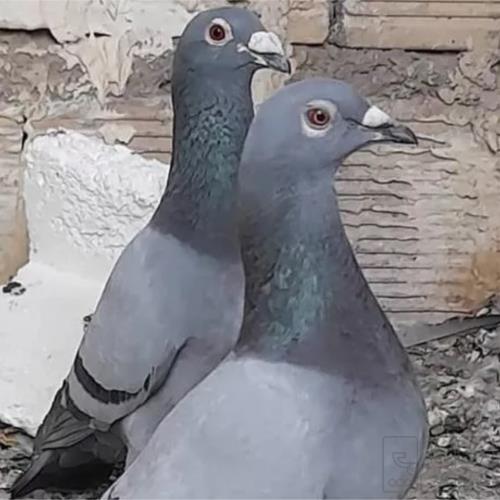 خانه و  آشپزخانه - حیوانات - پرندگان