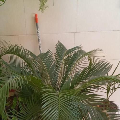 خانه و  آشپزخانه - باغبانی - گل و گیاه طبیعی