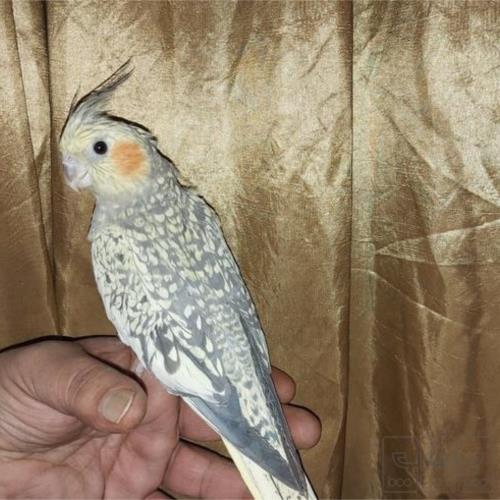 خانه و  آشپزخانه - حیوانات - پرندگان