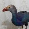 خانه و  آشپزخانه - حیوانات - لوازم حیوانات خانگی
