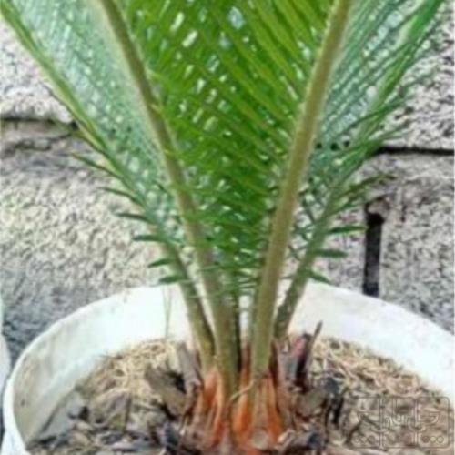 خانه و  آشپزخانه - باغبانی - گل و گیاه طبیعی