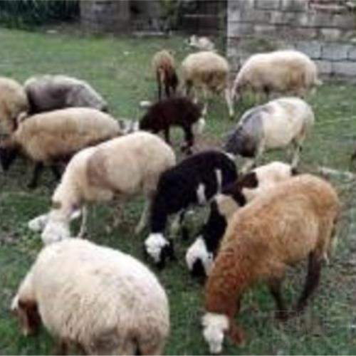 خانه و  آشپزخانه - حیوانات - پستانداران