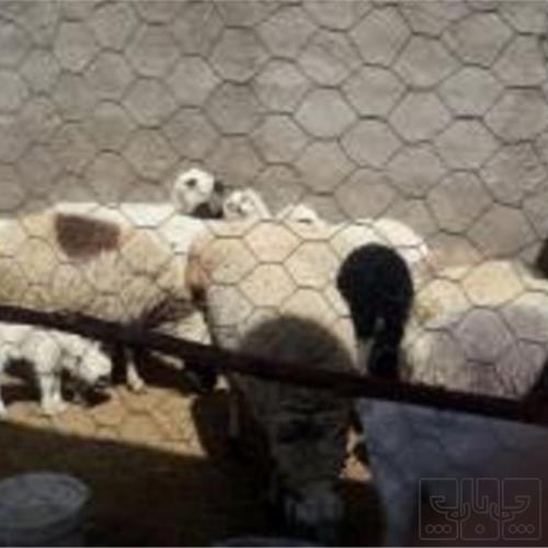 خانه و  آشپزخانه - حیوانات - پستانداران