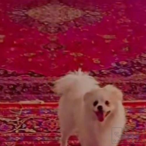 خانه و  آشپزخانه - حیوانات - پستانداران