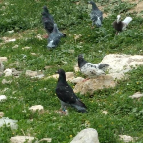 خانه و  آشپزخانه - حیوانات - پرندگان