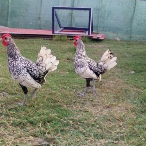 خانه و  آشپزخانه - حیوانات - پرندگان