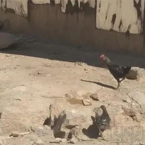 خانه و  آشپزخانه - حیوانات - پرندگان