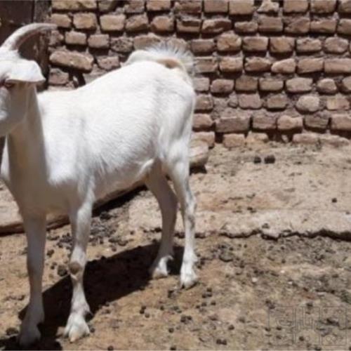 خانه و  آشپزخانه - حیوانات - پستانداران