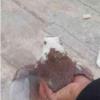 خانه و  آشپزخانه - حیوانات - پرندگان