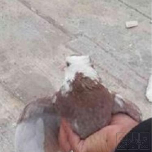 خانه و  آشپزخانه - حیوانات - پرندگان