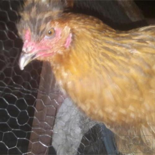 خانه و  آشپزخانه - حیوانات - پرندگان