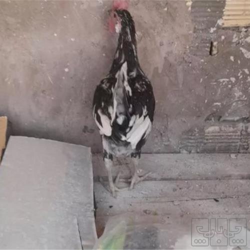 خانه و  آشپزخانه - حیوانات - پرندگان