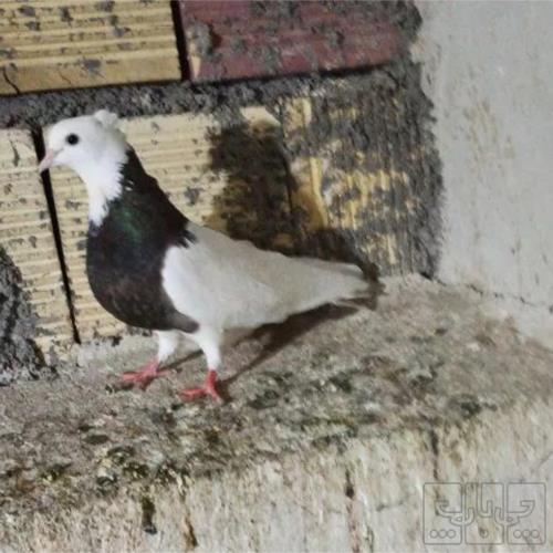 خانه و  آشپزخانه - حیوانات - پرندگان