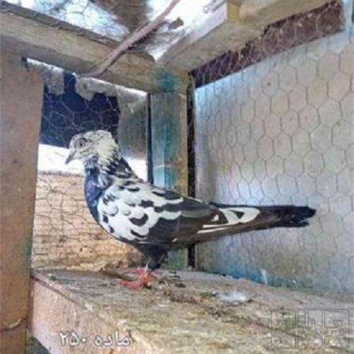 خانه و  آشپزخانه - حیوانات - پرندگان