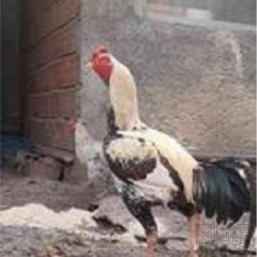 خانه و  آشپزخانه - حیوانات - پرندگان