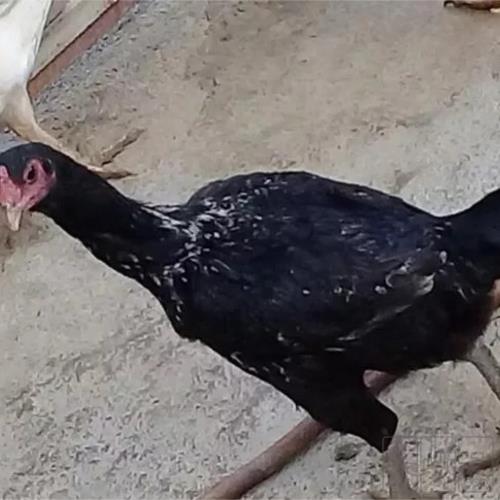 خانه و  آشپزخانه - حیوانات - پرندگان