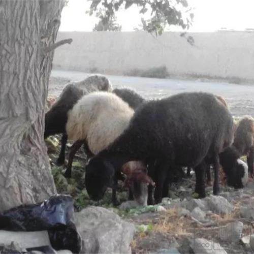 خانه و  آشپزخانه - حیوانات - پستانداران