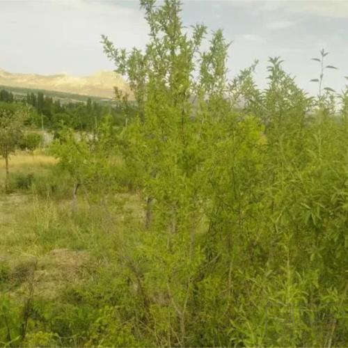 زمین زراعی - انتقال مالکیت قطعی - ملکی