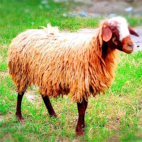 خانه و  آشپزخانه - حیوانات - پستانداران
