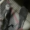 خانه و  آشپزخانه - حیوانات - پرندگان