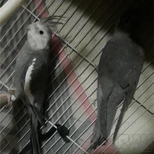 خانه و  آشپزخانه - حیوانات - پرندگان
